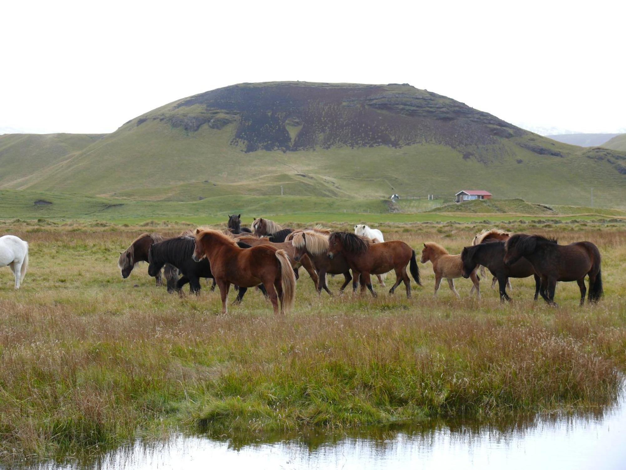 Guesthouse Vellir Vík Eksteriør bilde